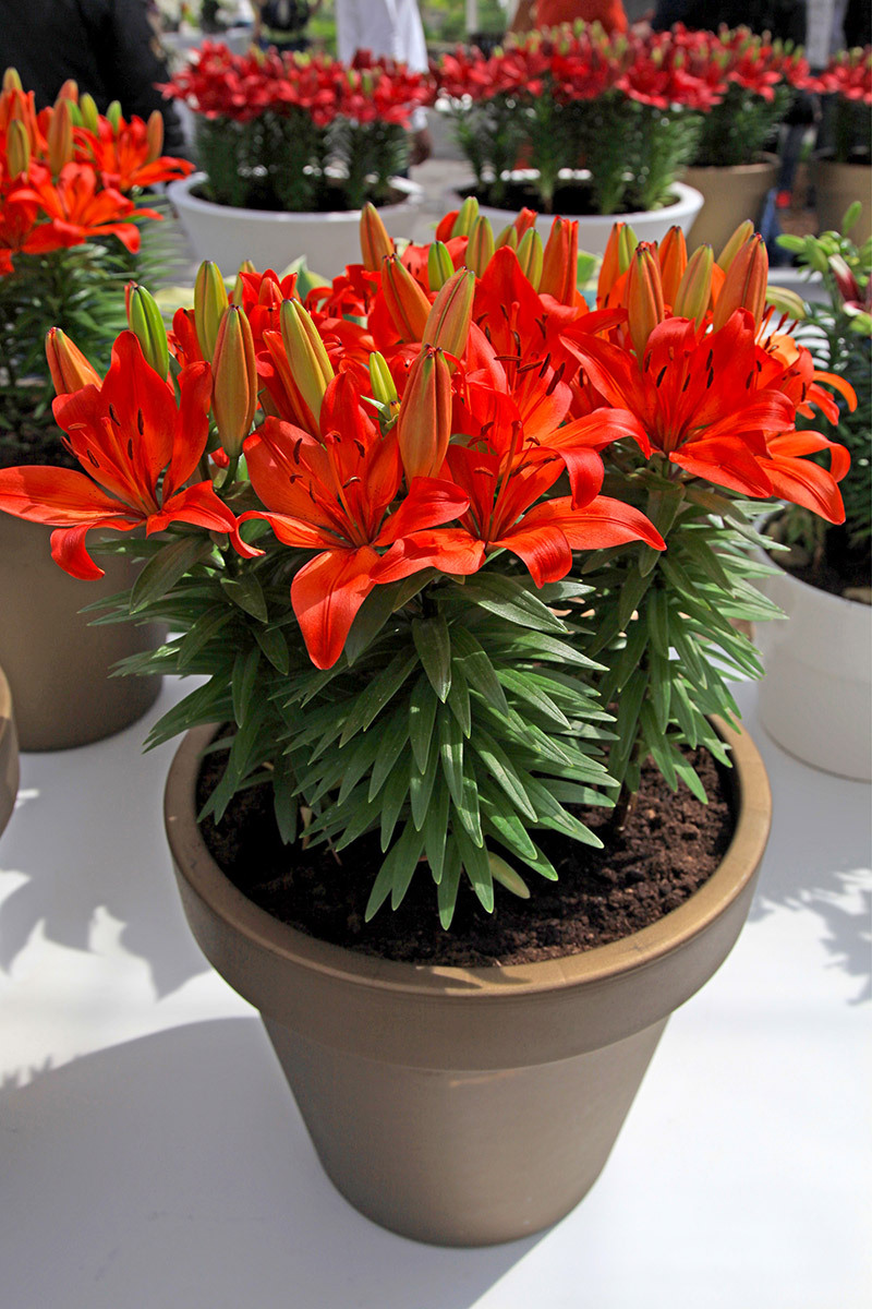 Chrysanthemums flowers  / month flowers