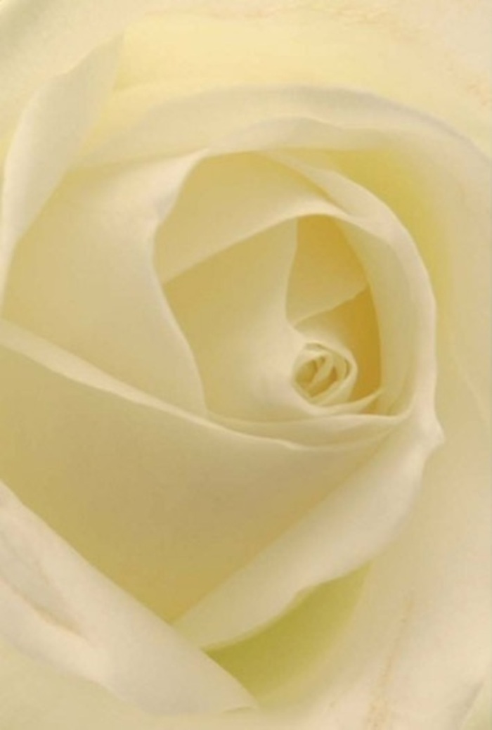 To gaze upon this beautifully composed white rose, the work of local Elmers End florists, is to witness tranquility and sophisticated artistry entwined. Shades of pure white and cream ripple through the gently curled petals, each one layered in a harmonious spiral at the bloom's center. The lighting is soft and natural, perhaps echoing the gentle daylight that spills through the trees along Elmers End Green, accentuating the bloom's inner glow as though lit from within. There's serenity in its form-the silky matte of the petals, their delicate translucence, the flawless arrangement that withstands both time and touch. This rose, with its understated fragrance and quiet radiance, makes for an impeccable centrepiece at a wedding or a thoughtful gesture of reconciliation. The spiral of the core suggests resilience and purity, while subtle shifts in shadow and tone underscore the care behind every composition. Available for delivery across Elmers End, Beckenham, and surrounding neighborhoods, this arrangement brings with it the refined craftsmanship and personal touch Florist Elmers End is known for, elevating any occasion into a memorable expression of genuine sentiment.