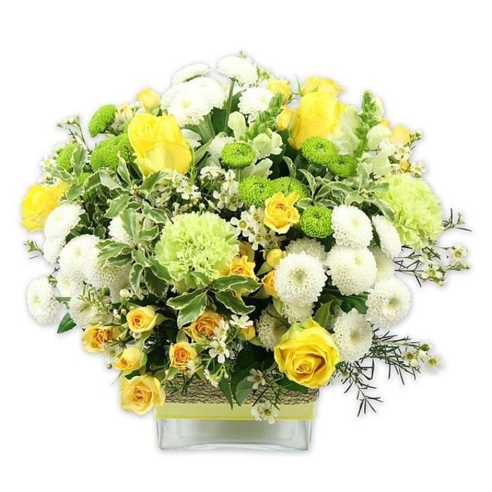 A striking, low-set floral design overflows from a rectangular, clear glass vase, its rounded top forming a soft dome of sunshine yellow, crisp white, and vivid lime green blooms against a bright white background. At the centre, classic yellow roses, with their smooth, spiralling petals, appear in different stages of opening, creating a natural rhythm and movement. Tucked among them are dainty yellow spray roses, adding bursts of smaller, clustered blossoms that enrich the overall density. Interlaced throughout, white pompom chrysanthemums form neat, spherical tufts, their petals densely packed for a cushion-like effect that contrasts beautifully with the roses' open form. Pops of lime green button mums, perfectly round and textured, bring an energetic, modern accent, while fluffier, pale green blooms-resembling ruffled carnations or speciality green chrysanthemums-soften the colour palette and lend an airy volume. The arrangement is framed with generous greenery: glossy, dark green foliage and broad, variegated leaves edged in creamy white, plus finer, feathery greens that extend the shape slightly outward. Tiny white filler flowers, like miniature stars or confetti, peek between the larger heads, contributing sparkle and intricacy. Around the vase, a band of rustic, woven natural fibre wraps the glass, topped with a neatly placed lime green ribbon that mirrors the fresh, zesty tones above. The bouquet feels like a moment of early spring sunlight captured in flowers, ideal to place on a dining table in an Elmers End home near the tram stop or to brighten a small café windowsill. It suits birthdays, congratulations, or simple thinking of you messages, bringing warmth and vivacity to everyday life.